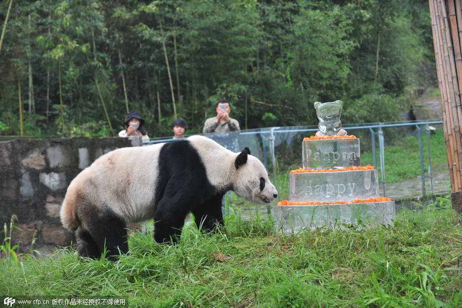 World's oldest male panda celebrates 30th birthday