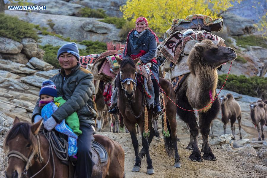 Herdsmen in Xinjiang transfer cattle to winter pastures