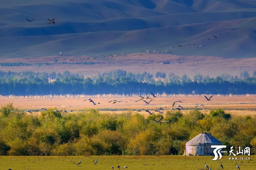 Migrating cranes enliven Xinjiang