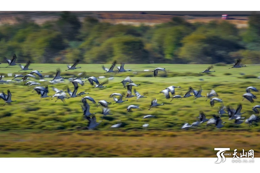 Migrating cranes enliven Xinjiang