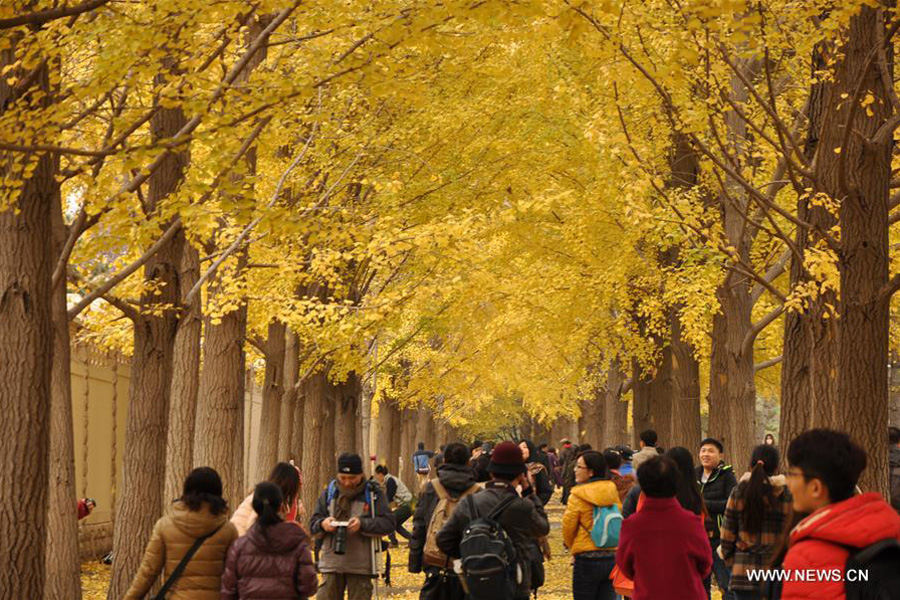 Ginkgo trees shed their leaves to welcome new season