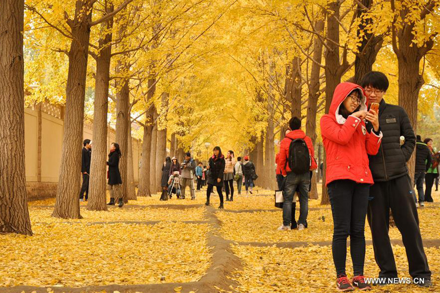 Ginkgo trees shed their leaves to welcome new season