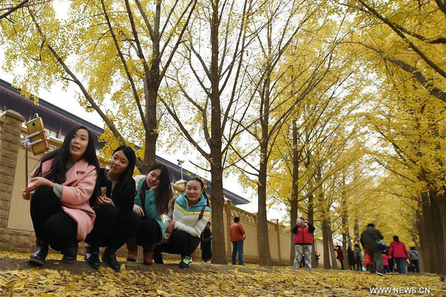 Ginkgo trees shed their leaves to welcome new season