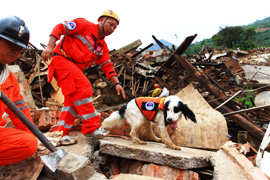 Four-legged friends prove invaluable in disaster zones