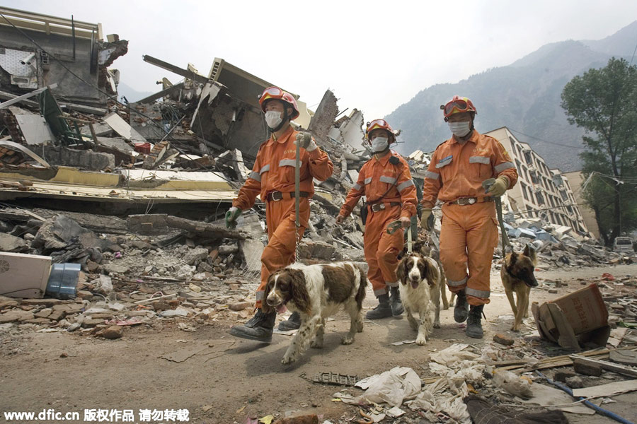 Four-legged friends prove invaluable in disaster zones