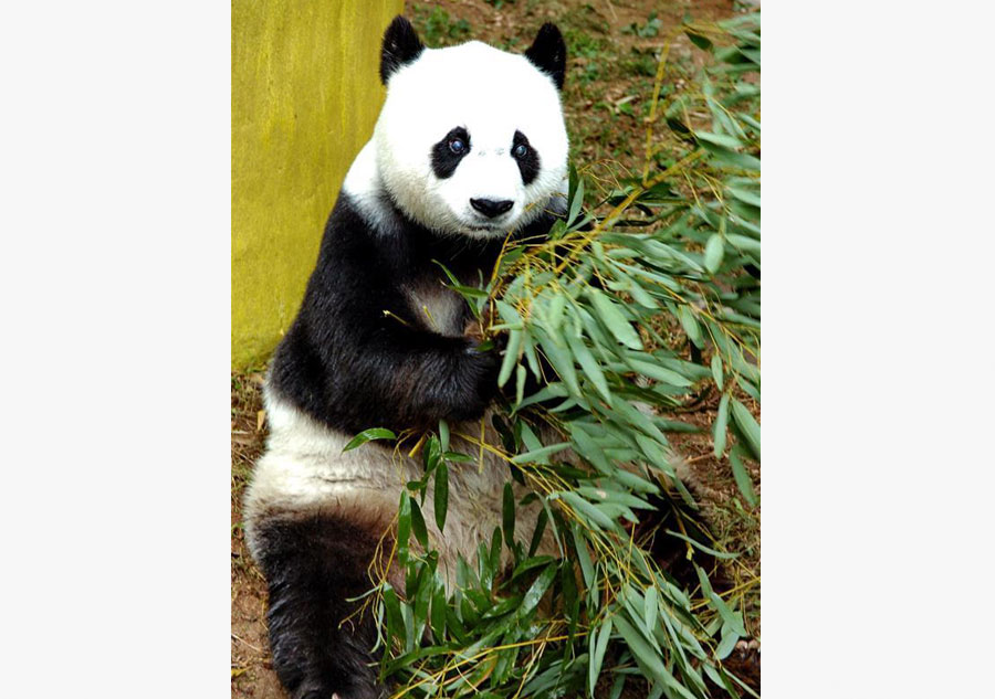 Giant panda Basi celebrates 35th birthday