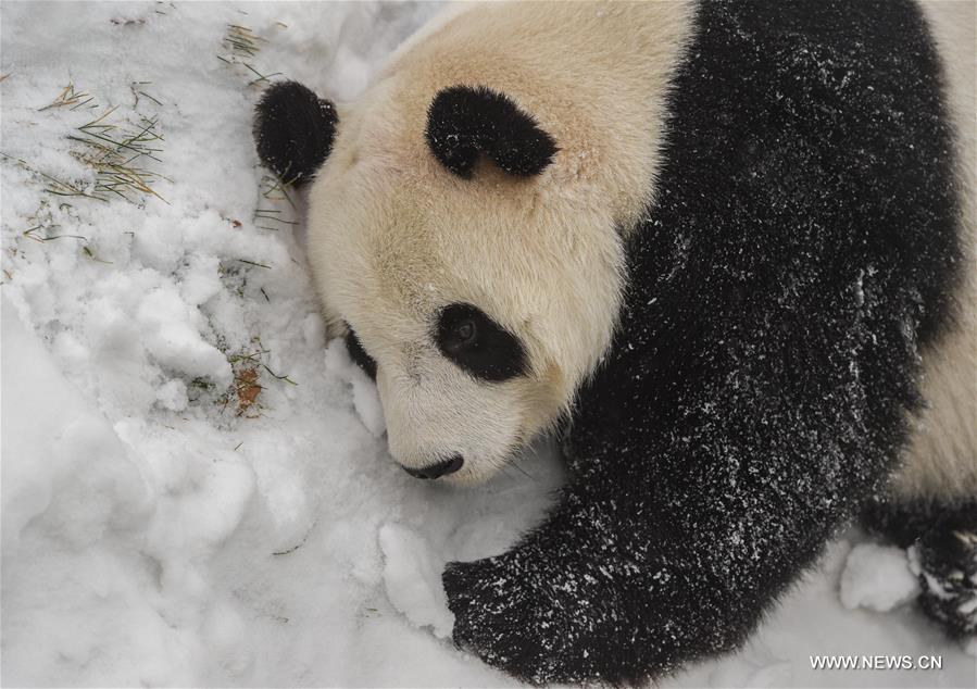 Giant pandas brave the cold by settling in freezing north