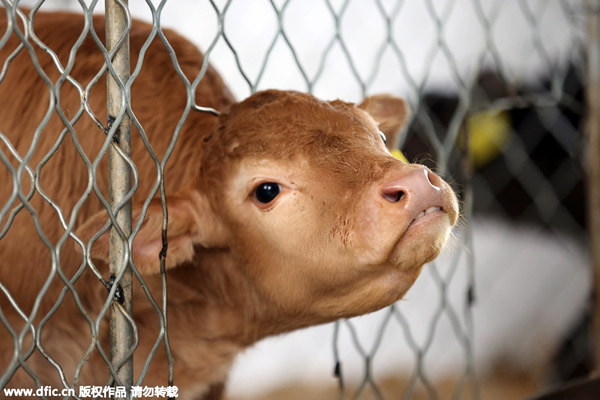 Six calves cloned simultaneously in Henan