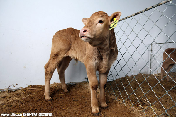 Six calves cloned simultaneously in Henan