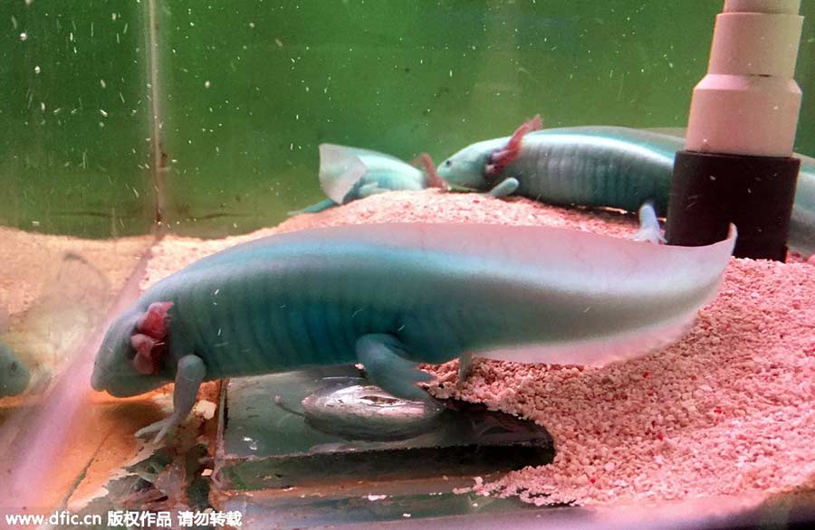 Mexico's 'fish with feet' spotted in China