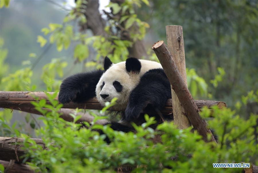 Number of giant pandas in China reaches 422