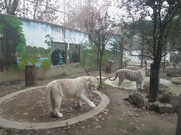 Paintings on habitat walls appeal to zoo visitors