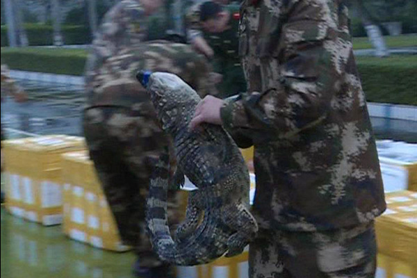 Police seizes 158 crocodiles at China-Vietnam border