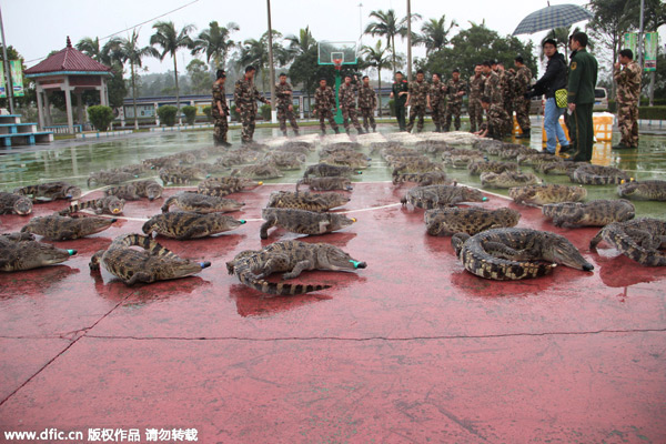 Police seize 158 crocodiles at China-Vietnam border