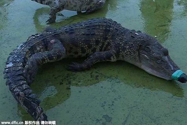 Police seize 158 crocodiles at China-Vietnam border