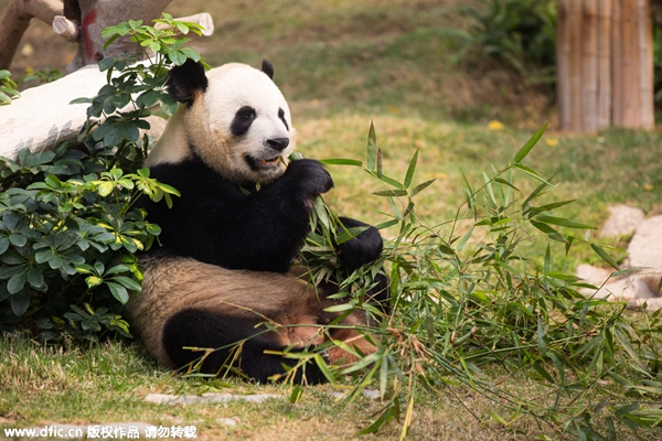 Pandas' first Spring Festival in Macao's park