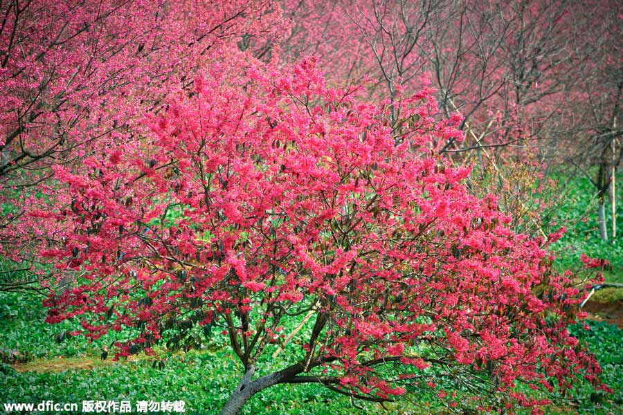 Visitors enjoy cherry blossoms in South China's Guangdong