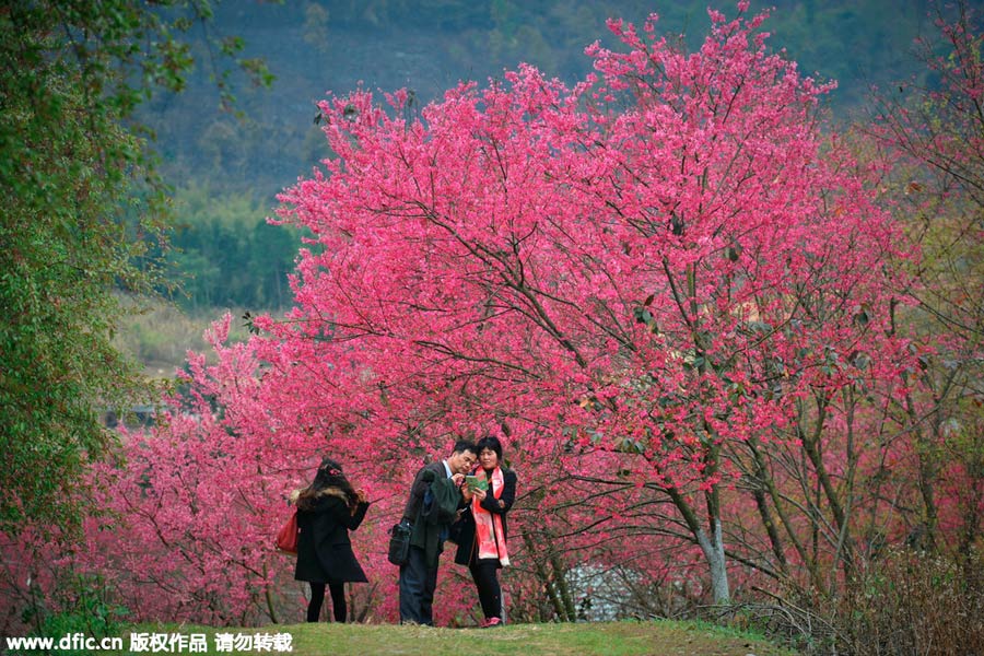 Visitors enjoy cherry blossoms in South China's Guangdong