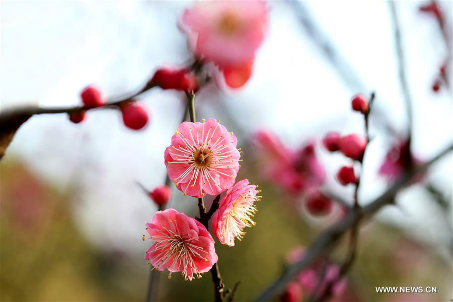 Trees blossom across China as temperature rises