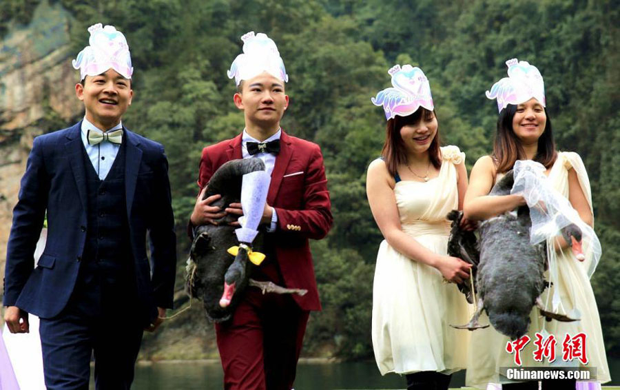 Two black swans 'get married' in Hunan