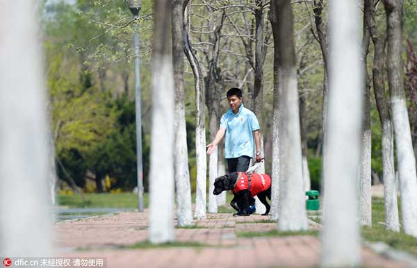 Guide dogs lead the way for the visually impaired