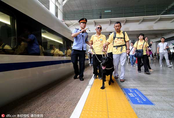 Guide dogs lead the way for the visually impaired