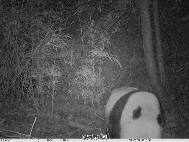 Wild panda spotted in NW China