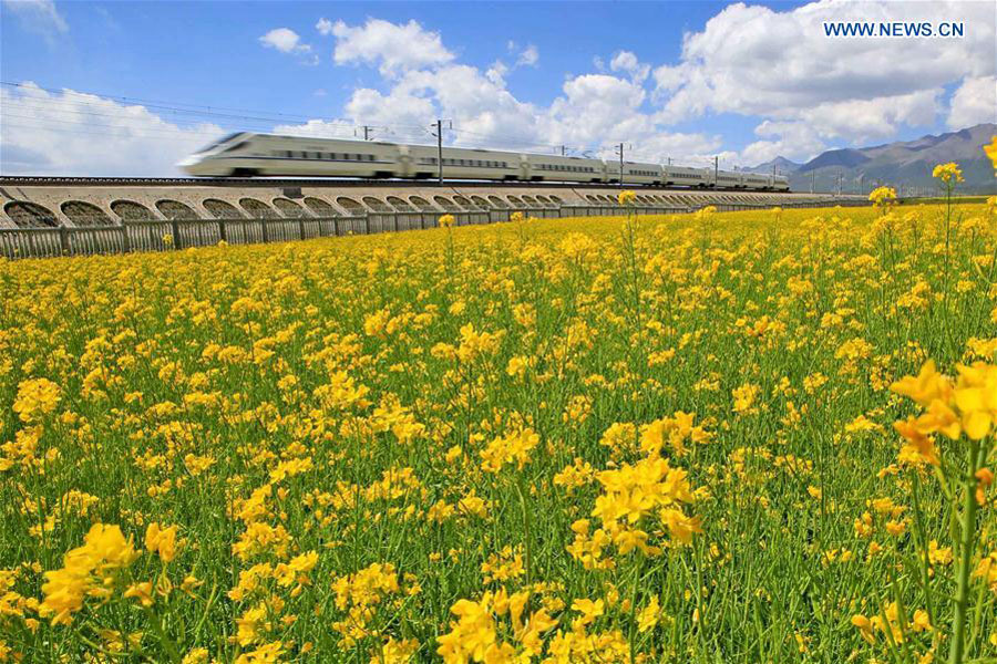 China has world's largest high-speed rail network