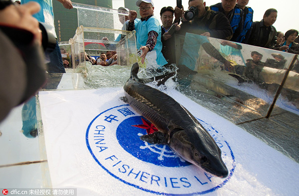 10,000 fish released into Yangtze River