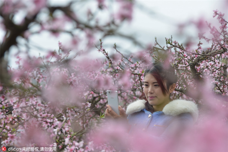 Cherry blossom signal arrival of spring