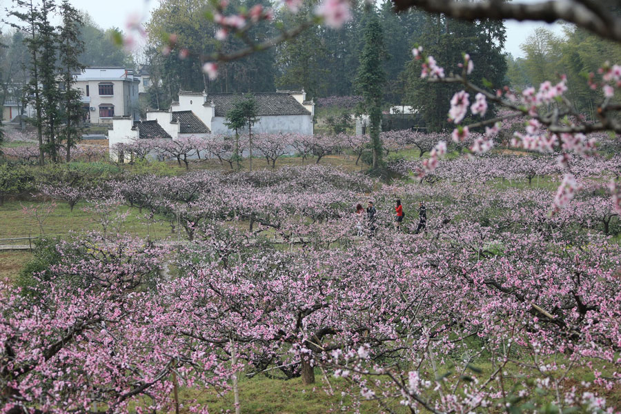 Chasing Spring blossoms in China