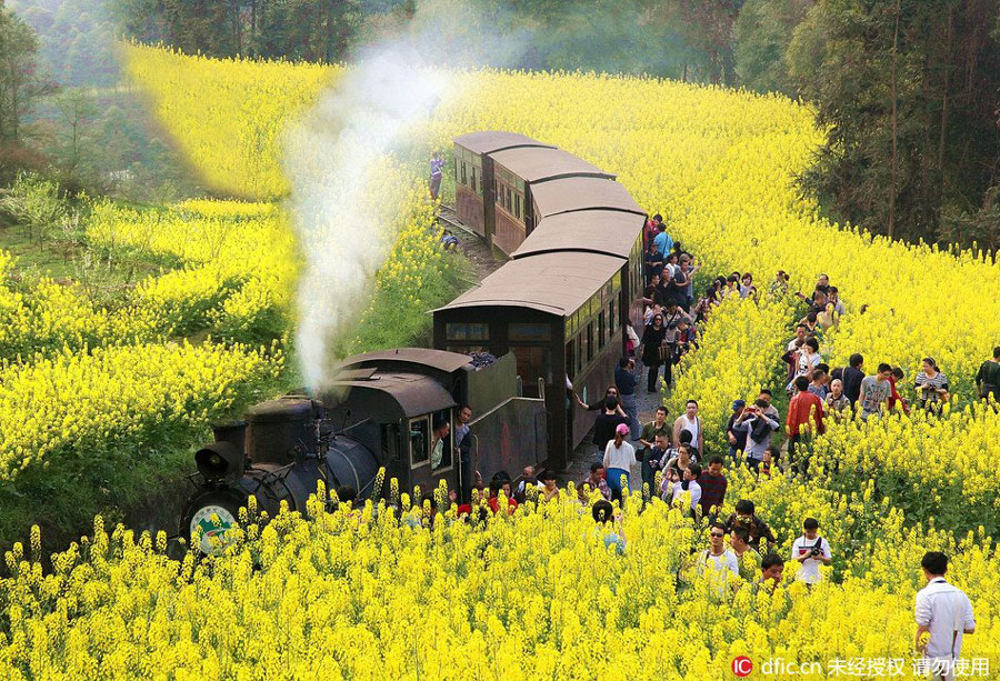 Train rides through blossoms