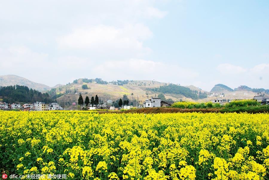 Discover beautiful China in spring blossom (IV)