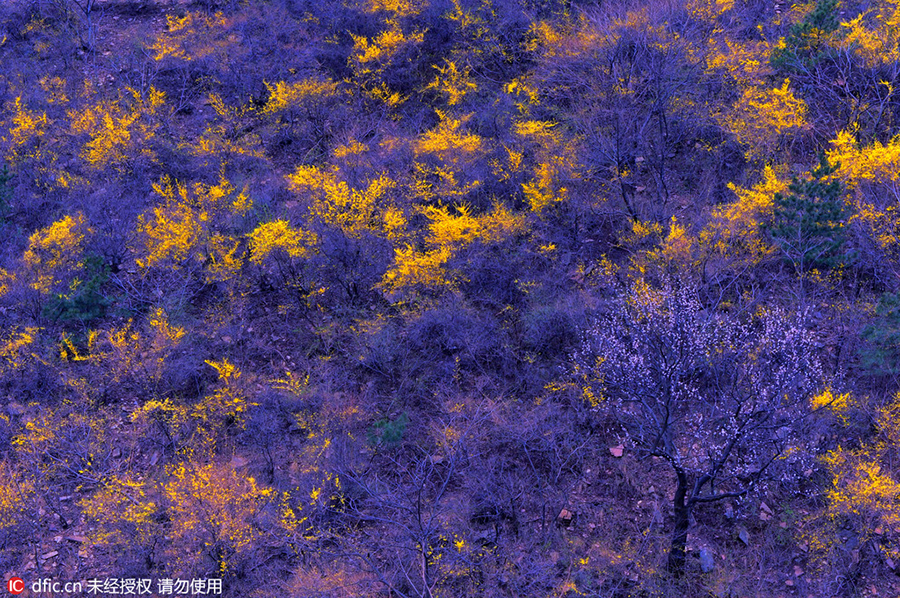 Discover beautiful China in spring blossom (V)