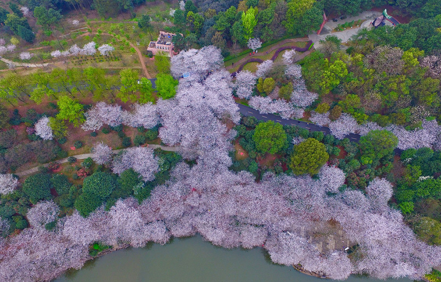 Discover beautiful China in spring blossom (V)