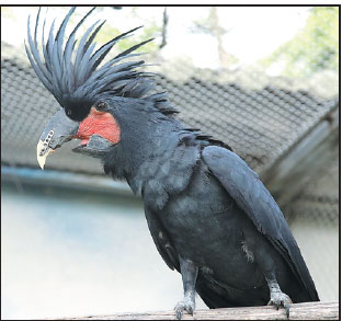 Parrot fitted with printed beak