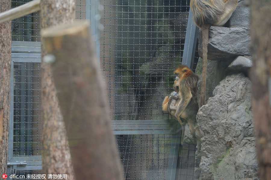 Rare snub-nosed monkeys at Beijing Zoo