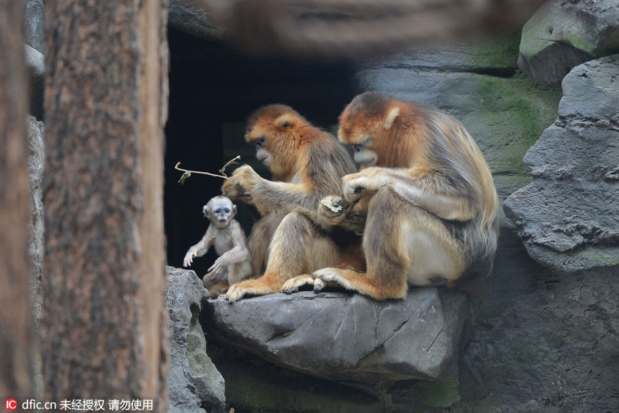 Rare snub-nosed monkeys at Beijing Zoo