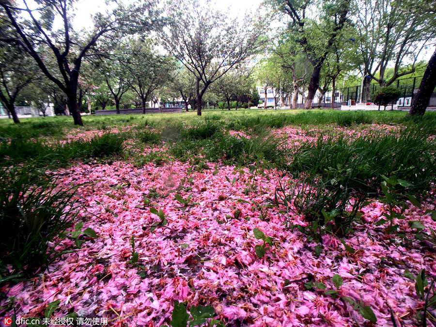 Storm's aftermath is a pink petal paradise