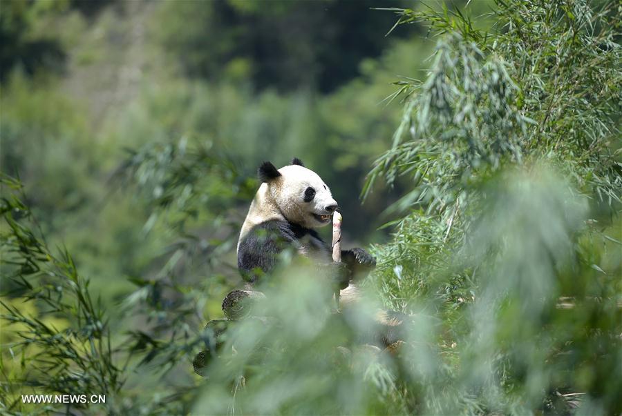 Wolong National Nature Reserve officially operates in Sichuan