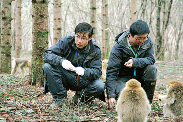 The golden creatures of Shennongjia