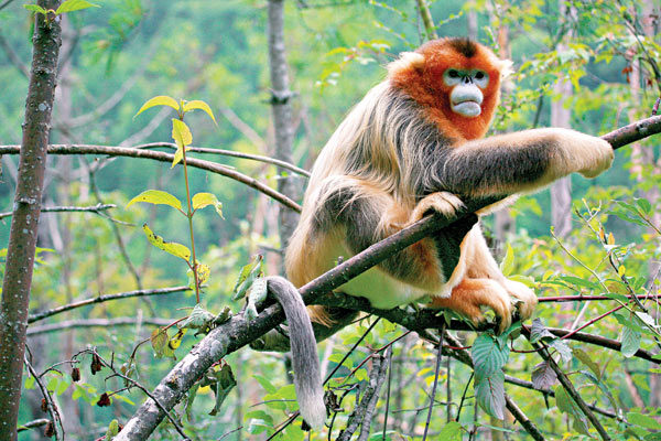 The golden creatures of Shennongjia