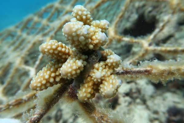 Planting program helps save China's corals