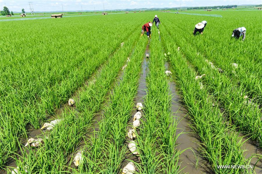 Eco-friendly farming system introduced to NE China