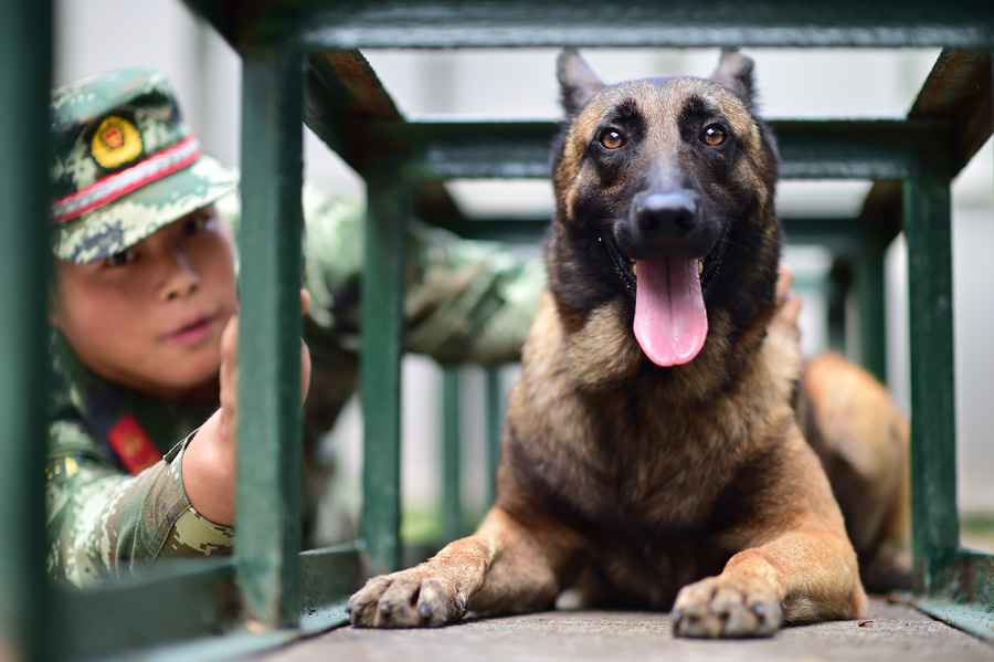 Sniffer dogs play games, train on international anti-drug day