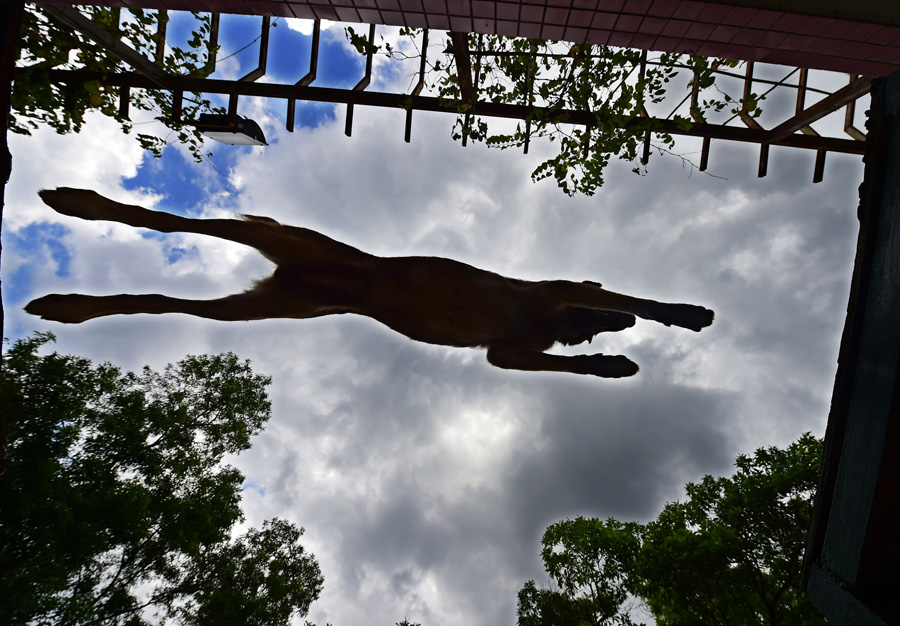 Sniffer dogs play games, train on international anti-drug day