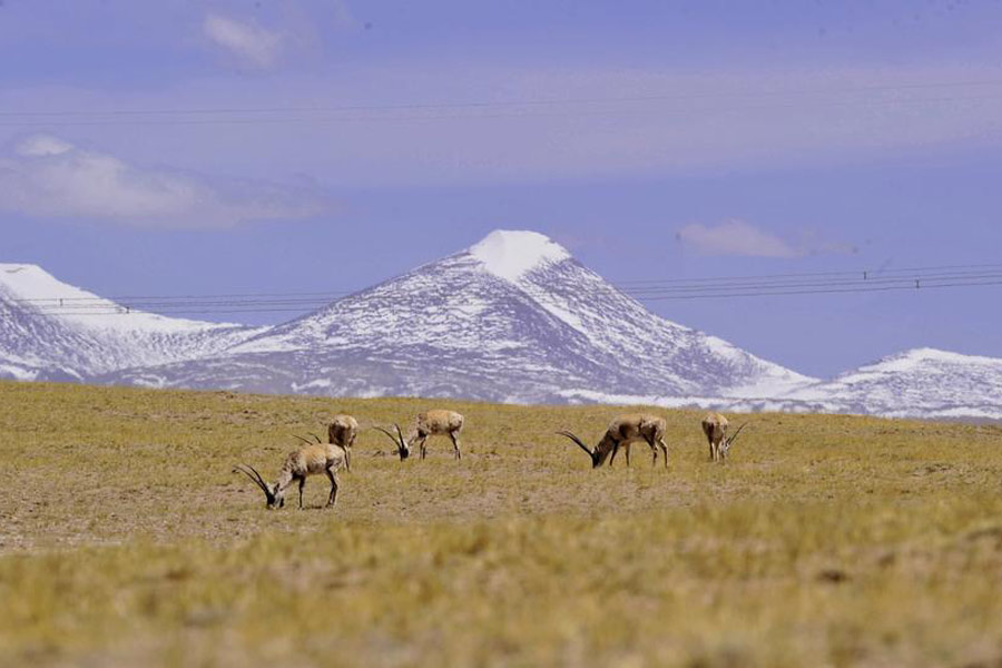 Tenth birthday of the world's highest altitude train line