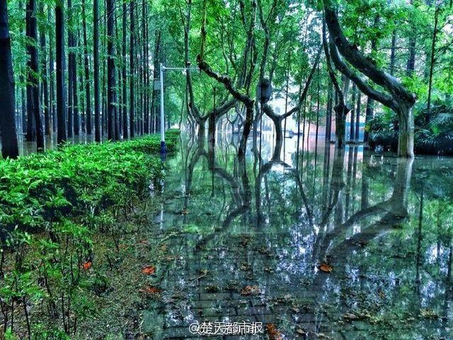 University campus turns into stunning 'wonderland' after rainstorm