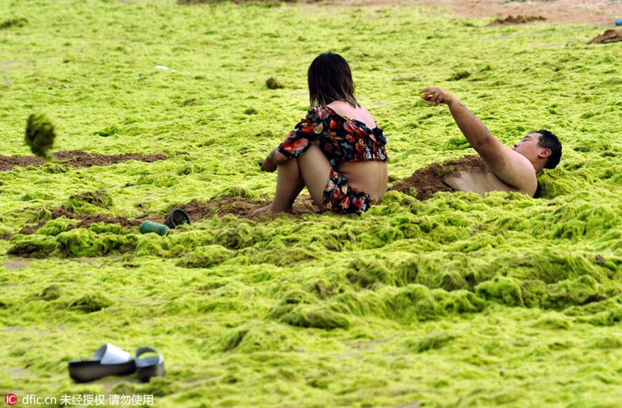 Large amount of sea grass besieges Qingdao