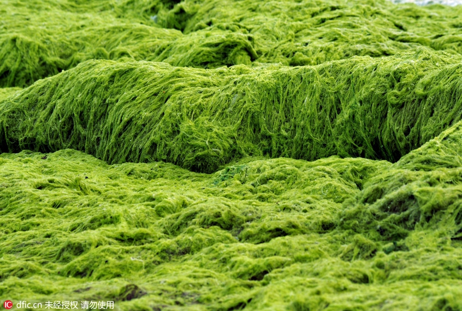 Large amount of sea grass besieges Qingdao